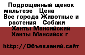 Подрощенный щенок мальтезе › Цена ­ 15 000 - Все города Животные и растения » Собаки   . Ханты-Мансийский,Ханты-Мансийск г.